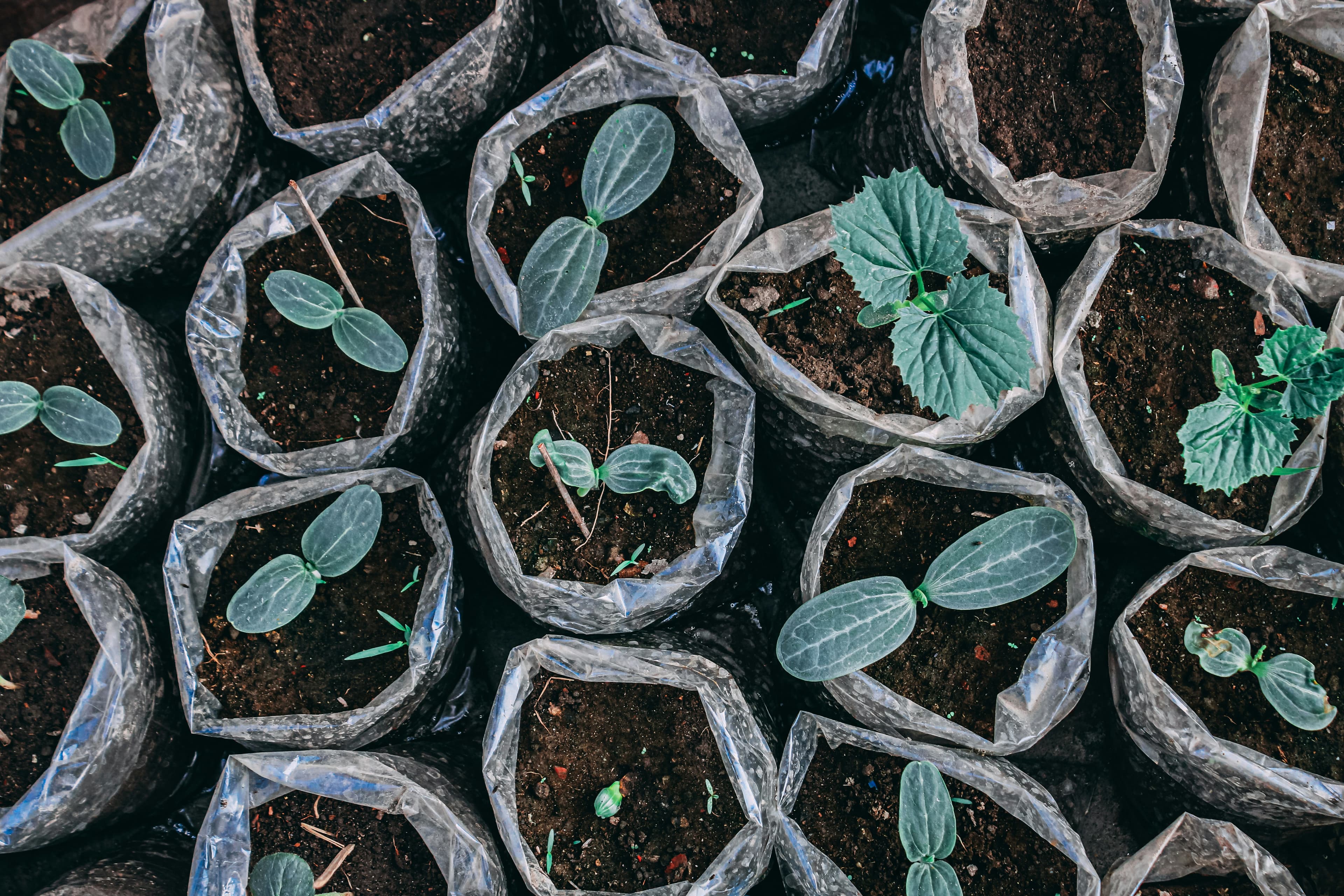 1,000 Kumbuk trees planting programme
