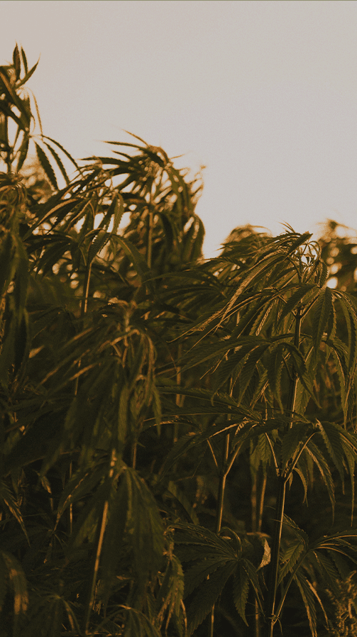 Hemp garment production step 1 — Kief Sri Lanka